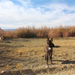 Random donkey/mule/wild ass