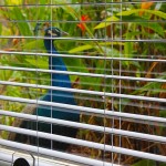 The peacock dude outside the office  window